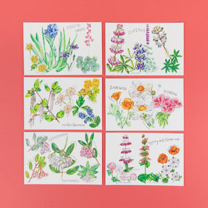Set of 12 California Native Plants Postcards by Maria Schoettler