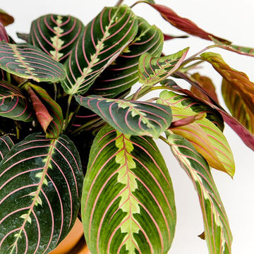 How to Choose a Plant for Every Room