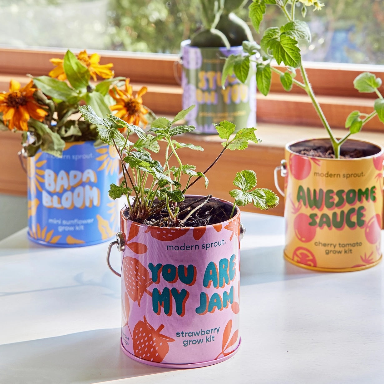 Complimentary Color Grow Kit - Lavender