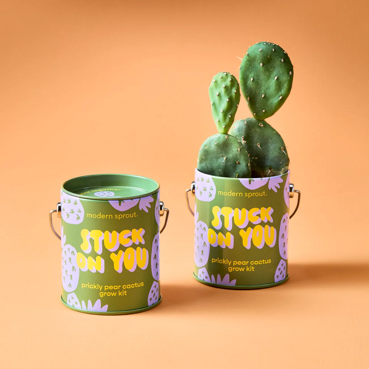 Complimentary Color Grow Kit - Prickly Pear Cactus
