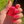 Palate Polish Guava