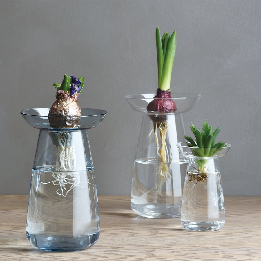 Blue glass vase with a plant on a white background