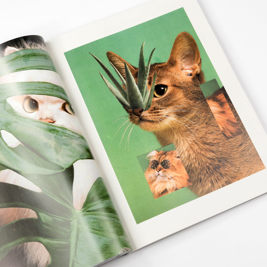 Magazine with a cat holding an aloe vera plant on his nose on a green background