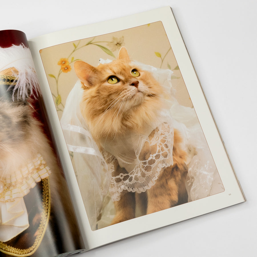 Cat in a lace dress on a magazine page with a white background