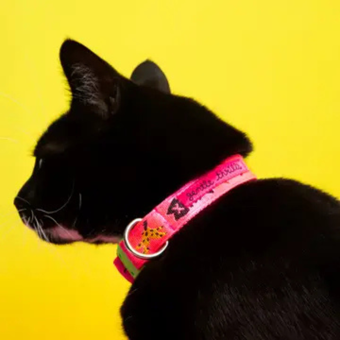 Trash Day Cat Collar
