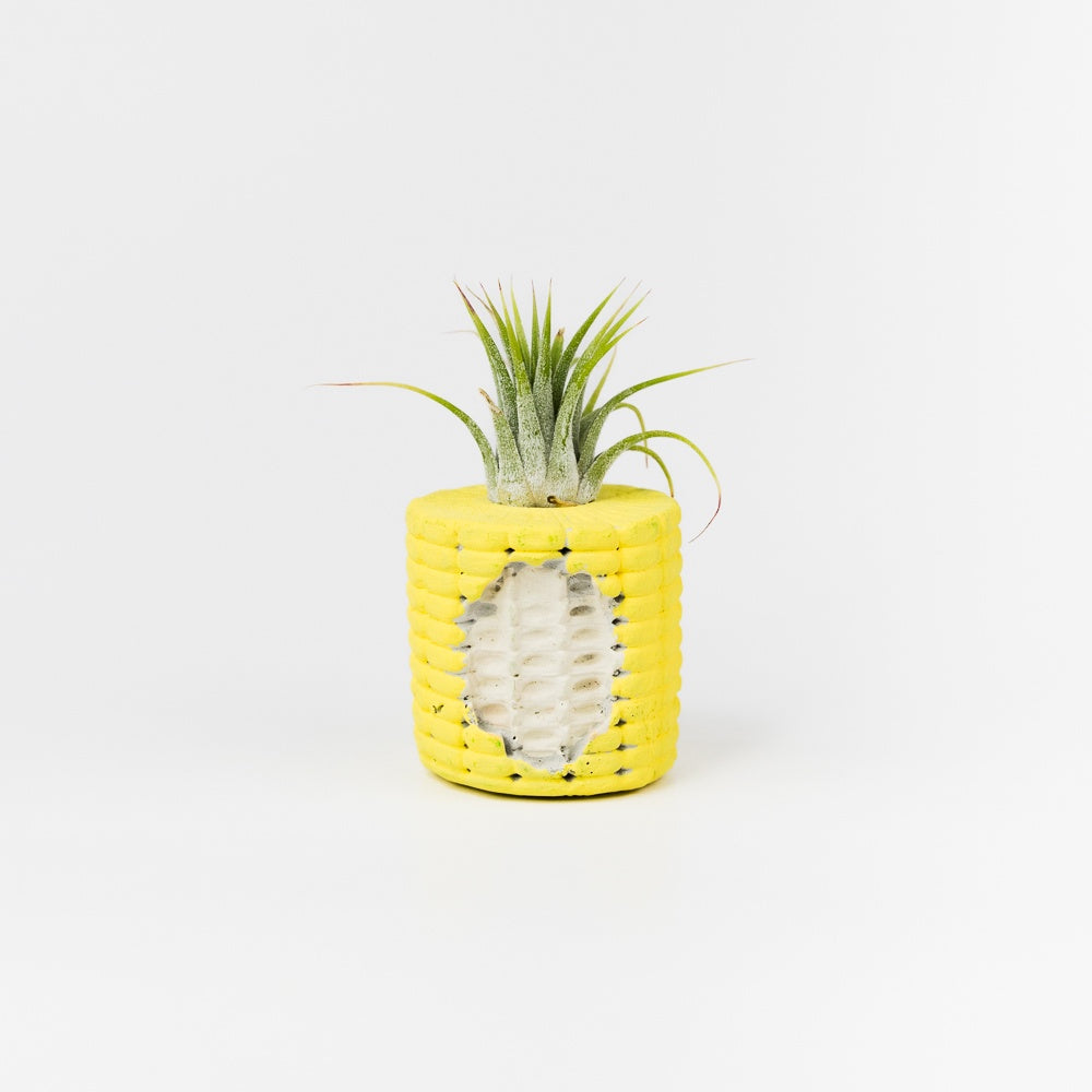Corn Cobb Mini Planter with Air Plant