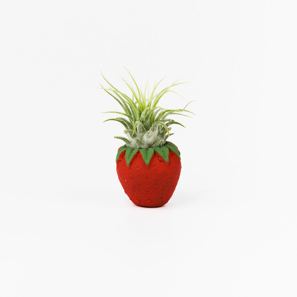 Red Strawberry Patch Mini Planter and Air Plant