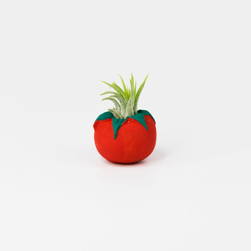Tomato Mini Planter with Air Plant