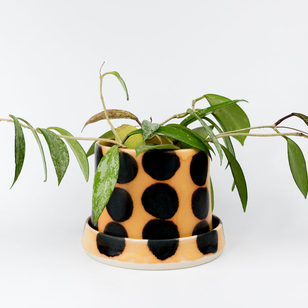 Plant Home in House Cat - 4"