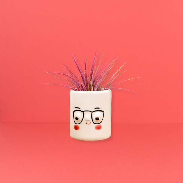 Mini Pal Planter with Airplant - Four Eyes