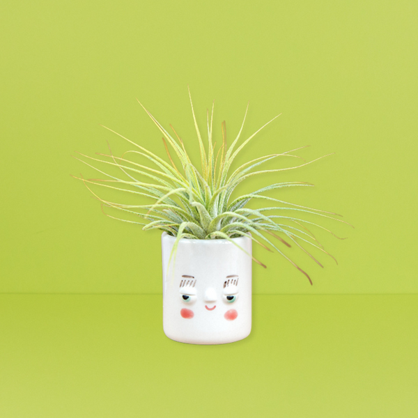 Mini Pal Planter with Airplant - Gerry