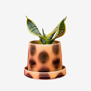 Plant Home in House Cat - 4"