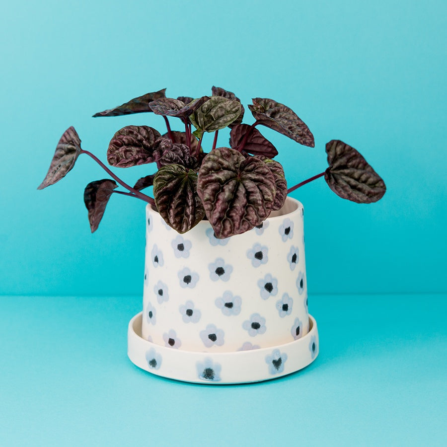 Plant Home in Periwinkle Flower - 4"